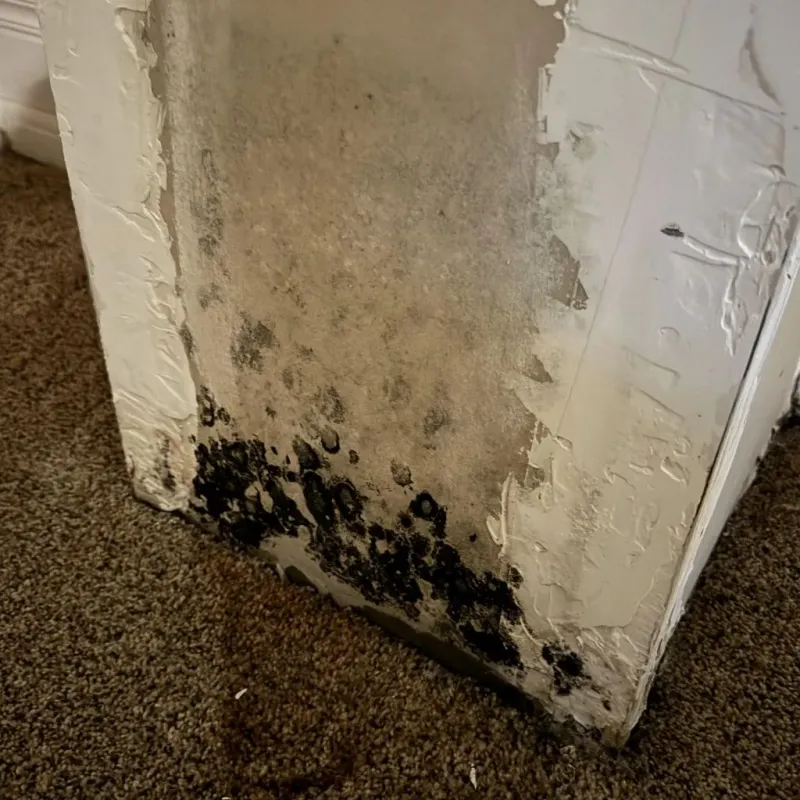 Professional Mold Removal in Logan County, AR